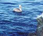 Pelican