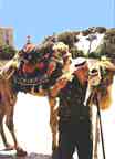 Camel