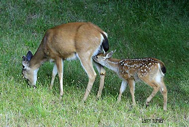 Nursing fawn