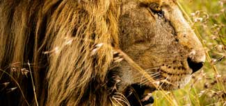 Lions
