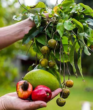 Ureparapara fruit
