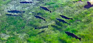 Salmon