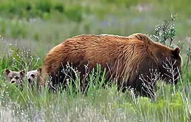 Grizzly bear in Glacier National Park