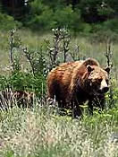 Grizzly bear in Glacier National Park