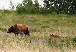 Grizzly bear in Glacier National Park