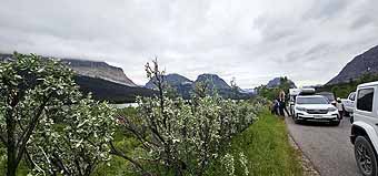 Many Glacier roadside bear siting
