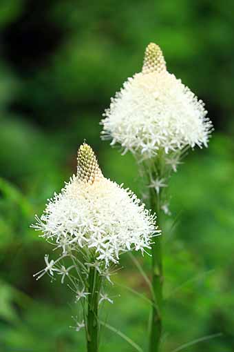 Bear Grass