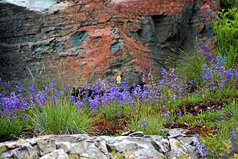 Wildflowers Going to Sun