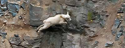 Rocky Mountain goat banner