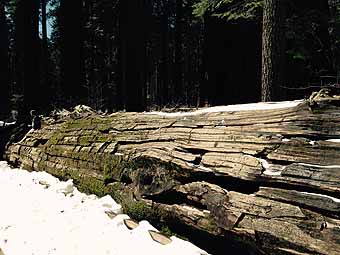 Fallen giant Redwood