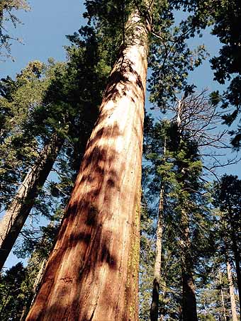 High-rising redwood giant