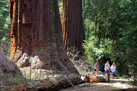 Hikers dwarfed by huge redwood