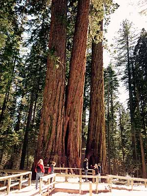 Towering redwoods dwarf visitors