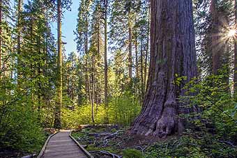 Redwood boardwalk trail