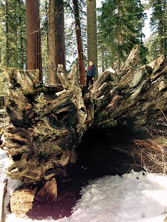 Redwood father of the forest