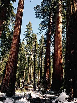 Redwoods along the creek