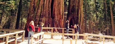 Redwoods banner