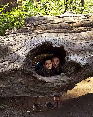 Redwoods, kids playing in log