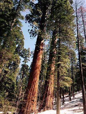 Redwoods tell trees worthy of tall tales