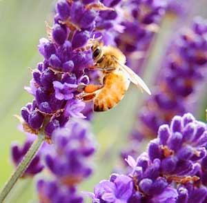 Bee being a bee