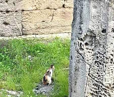 Ortigia cats