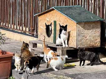 Ortigia cats