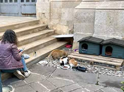 Ortigia cats