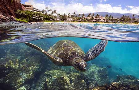 Sea turtle