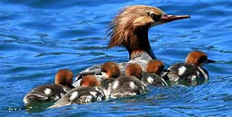 Oregan, merganser family