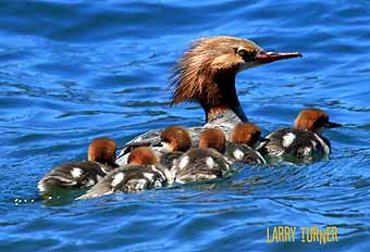 Oregon cabin, merganser family