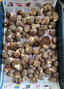 Oregon cabin, morel mushrooms 2026