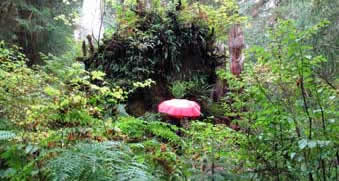 red umbrella
