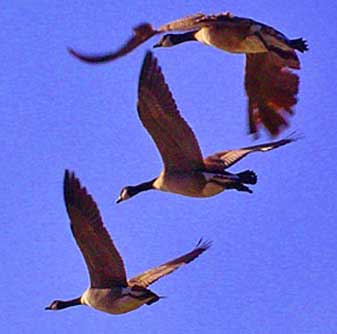 Geese in flight
